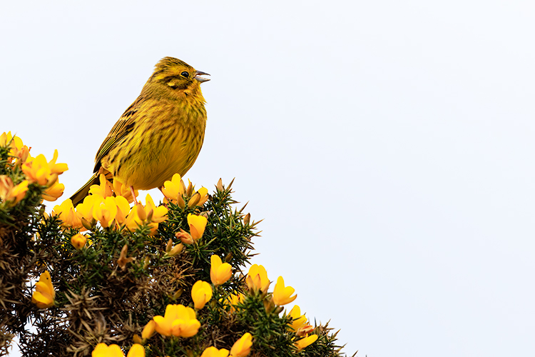 Yellowhammer singing from yellow gorse